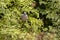 Wood pigeon in elderberry bush tree