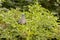 Wood pigeon in elderberry ushtree