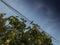 Wood Pigeon on electric wire