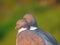 Wood pigeon feather detail head profile pair couple