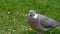 Wood pigeon feeding.