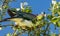 Wood Pigeon With Flowers