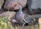 Wood pigeon in front of stone wall