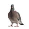 Wood pigeon front view