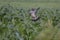 Wood pigeon landing on a cornfield