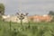 Wood pigeon landing on a cornfield