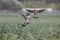 Wood pigeon landing on a cornfield