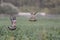 Wood pigeon landing on a cornfield