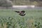 Wood pigeon landing on a cornfield