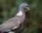 Wood pigeon looking for food in urban house garden.
