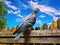 Wood Pigeon  Made With Generative AI illustration