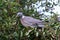 A  wood pigeon perched on an aronia berry bush in Latvia