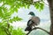 Wood pigeon perched on tree branch