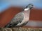 Wood Pigeon on a roof ridge