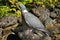 Wood Pigeon, Scotland
