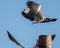 Wood pigeon showing aggressive behaviour