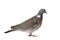 Wood pigeon side view