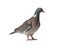 Wood pigeon side view