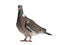 Wood pigeon side view