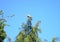 Wood pigeon sitting on the top of a Conifer tree