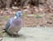 Wood pigeon standing on a concrete slab