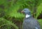 Wood pigeon summer portrait