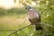 Wood Pigeon at sunset