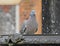 Wood pigeon taking a bath in a park fountain