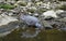 Wood Pigeon taking a drink.