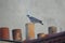 Wood Pigeon on top of roof chimneys in Paris