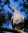 Wood pigeon in urban house garden searching for food.