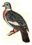 Wood pigeon, vintage engraving