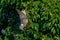 Wood pigeon wild bird Columba livia hanging upside down eating winter berries from everygreen tree