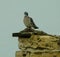 wood pigeon, wild pigeon sitting on rocks