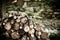 Wood pile closeup