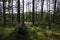 Wood in Pitlochry, Scotland, United Kingdom