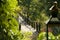 Wood Plank Path over Pond with Lantern in Foreground