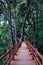 Wood Plank Road Through the forest