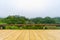 Wood platform in front of Green tea platation farm landscape hill cultivation
