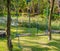 Wood playground swing hanging in green grass field.