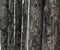 Wood Pole Fence, grunge surface texture