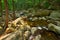 Wood river in Shenandoah National park