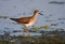 Wood sandpiper