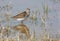 Wood sandpiper