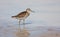 Wood sandpiper