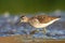 Wood sandpiper