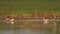 Wood sandpiper cleans feathers while standing in shallow water