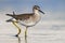 Wood sandpiper close distance large portrait walking in blue water of small lake in summer