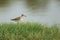 Wood Sandpiper on grass