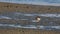 Wood Sandpiper on Muddy Field